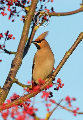 Waxwing DM1521